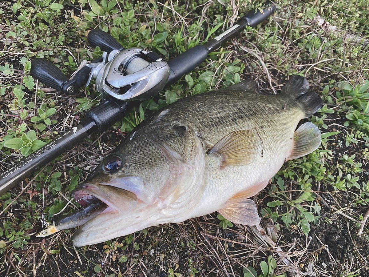 hrt_fishing's tweet photo. 🎣
夕まずめ
・
#bass #bassfishing #バス #バス釣り #バスフィッシング #베스 #블랙배스 #lakebiwa #琵琶湖 #studiocomposite #スタジオコンポジット #individual_development #paradox76045 #nishinelureworks #ニシネルアーワークス #スメルトヘッド #ボトムアップ #ヴァラップスイマー https://t.co/xqzBnDnodP