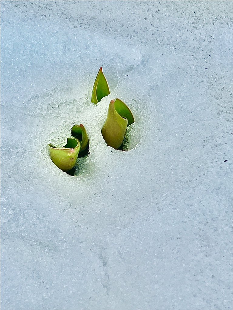 nob_t2021's tweet photo. 雪の下では水仙とチューリップが力強く春の準備をしていました☺️咲くのが待ち遠しいですね🥰
#snowrich
#雪国旅行
#十日町
#十日町市
#新潟
#新潟県
#雪
#雪国
#芽吹き
#花
#春
#春の花
#水仙
#スイセン
#チューリップ
#写真
#雪国カメラ部 https://t.co/OvCFSC101J