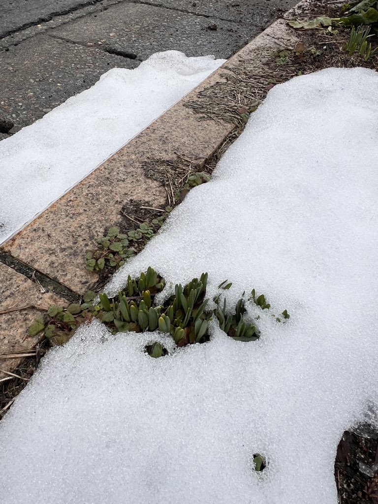 nob_t2021's tweet photo. 雪の下では水仙とチューリップが力強く春の準備をしていました☺️咲くのが待ち遠しいですね🥰
#snowrich
#雪国旅行
#十日町
#十日町市
#新潟
#新潟県
#雪
#雪国
#芽吹き
#花
#春
#春の花
#水仙
#スイセン
#チューリップ
#写真
#雪国カメラ部 https://t.co/OvCFSC101J