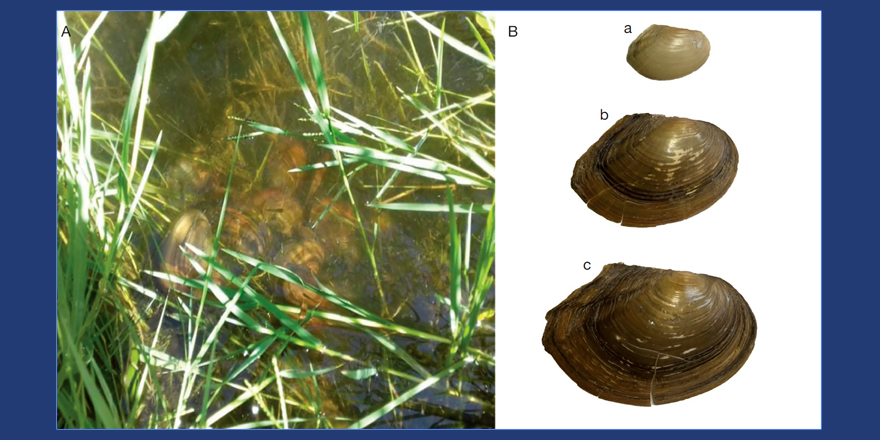Publi_MNHN's tweet photo. [#Zoosystema] DNA barcoding revealed the presence of the invasive freshwater mussel Sinanodonta aff. woodiana (Lea, 1834) in Afghanistan ⤵️

✒️ Hadise KASHIRI et al.
🔗 https://t.co/XmmcKh8Z0P
#freshwatermussel #invasivespecies #newrecord #sinanodonta #malacologist https://t.co/L5P4KXn599