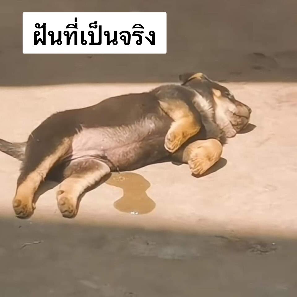 หมีไข่ 🐻 tweet media