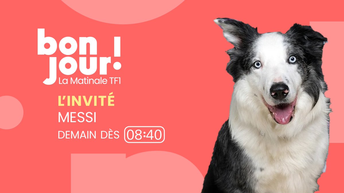 🔴 𝐃𝐞𝐦𝐚𝐢𝐧 dans #BonjourLaMatinaleTF1 🗣️ Messi, le chien du film 'Anatomie d’une chute', et sa maîtresse Laura Martin, seront les invités de 𝐁𝐫𝐮𝐜𝐞 𝐓𝐨𝐮𝐬𝐬𝐚𝐢𝐧𝐭 (@Bruce_Toussaint) ⏰ RDV à 8h40 en direct sur @TF1 📲 Et sur @tf1plus & @TF1Info