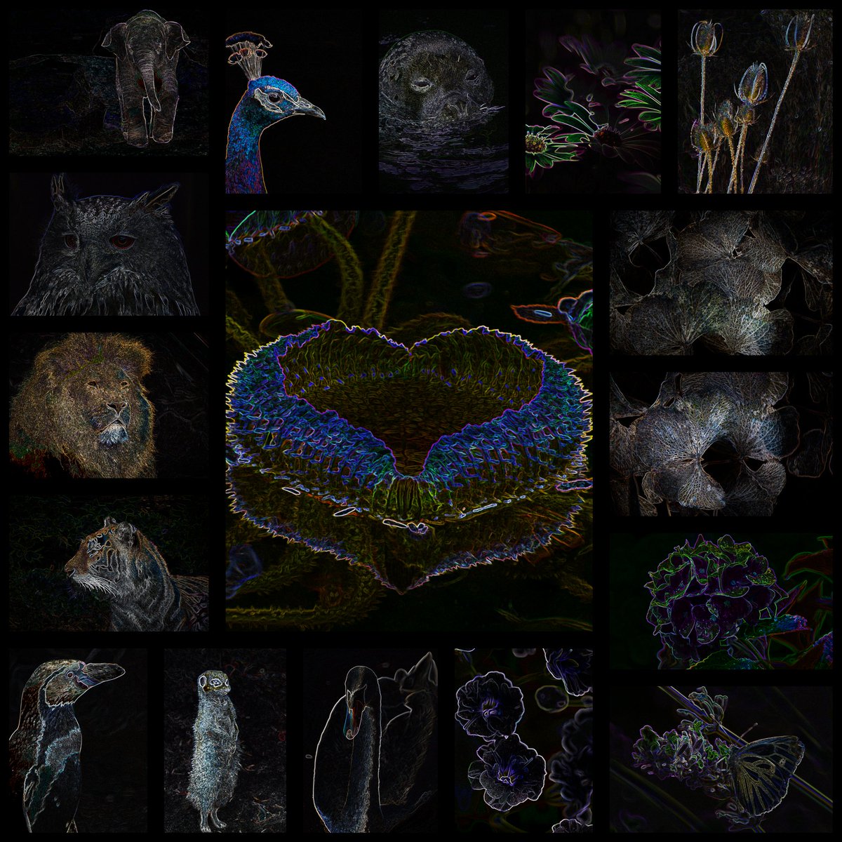 FotoGraaGHanneke/Hanneke Duifhuize tweet media