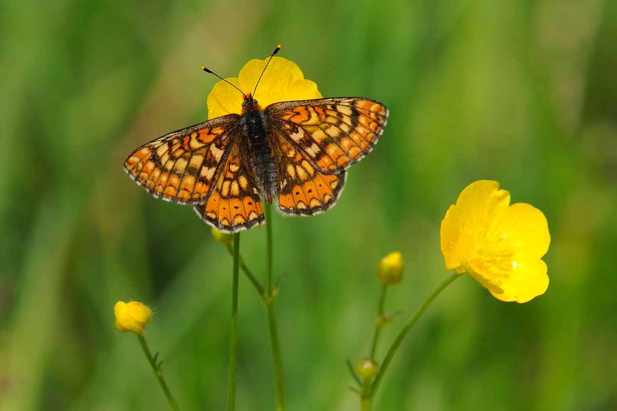 We’re delighted to announce that we are a recipient of the #SpeciesSurvivalFund! This project will work with landowners & farmers across Mid Cornwall Moors to create more space for species, such as Marsh Fritillary Butterfly, to thrive. 

@HeritageFundUK @DefraGovUK 
📷 Amy Lewis