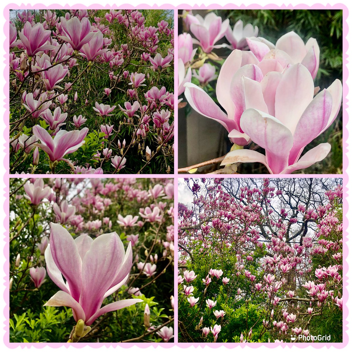 My magnolia is at its best 💗💗💗#FlowersOnFriday #Magnolia #Spring #PinkFriday #Gardening