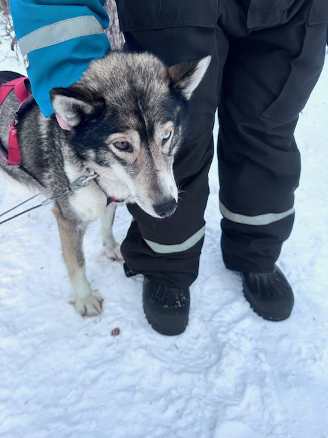 'The whole experience was superb. Of course the best part was the lovable, energetic dogs, who were the stars. I would highly recommend your company and the experience.' ❄️ 🛷🐺 Michael did Discover Dog Sledding in Lapland & sent us these lovely shots😍 naturetravels.co.uk/dog-sledding-s…