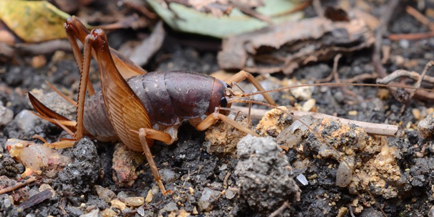 [#entomology] 🦗 6 new species of Rhaphidophora from 🇨🇳 (Orthoptera: Rhaphidophoridae: Rhaphidophorinae) ⤵

✒ Mi Di, Yan-Yan Qin, Zi-Hao Shen, Tao Zhang, Han-Qiang Wang, Kai Li, Zhu-Qing He
🔗 DOI: doi.org/10.5852/ejt.20…
#orthoptera #orthopterist #raphidophora #newspecies