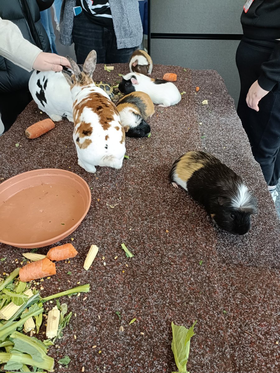 Some great help for #UniMentalHealthDay So fluffy!!!! @UniNhantsNews @UniNorthants @FASTresearchUON