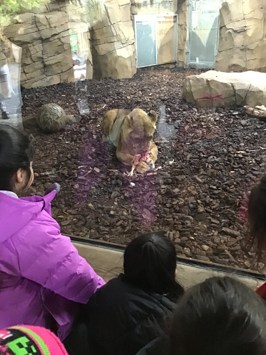 Early Years had a fantastic day at Blackpool Zoo yesterday. They loved looking and learning about the different animals. We even saw a baby orangutang! #BlackpoolZoo #Animals #EYFS