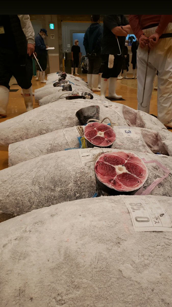 MisakiMaguro_'s tweet photo. ✨株式会社三崎まぐろ✨
🎉本日落札したまぐろ🎉
🐟メバチまぐろ　77.7キロ🐟
解体して試食したら旨すぎました😋
#ラッキー7 https://t.co/3IXlwoNcvl