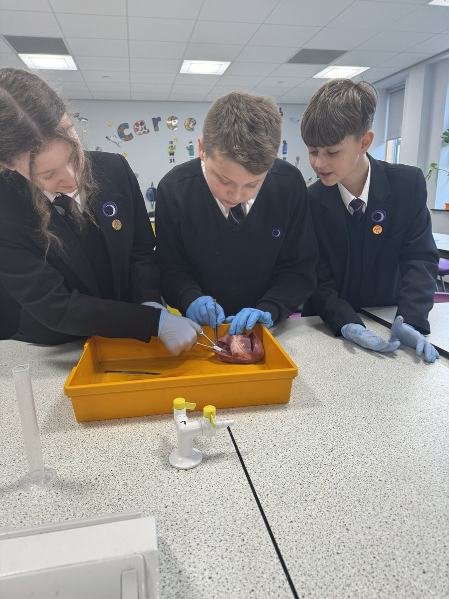 OACaScience's tweet image. Today in science class, our year 7s dove into the fascinating world of anatomy by dissecting a heart! 💔🔬 Learning by doing at its finest! #ScienceClass #Anatomy #HandsOnLearning @OACarlton @OutwoodScience