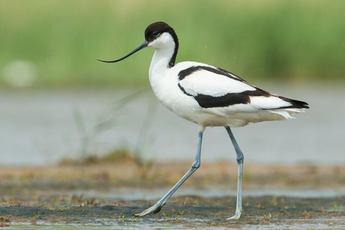 BIG NEWS! We’ve received more than £800,000 from the government’s #SpeciesSurvivalFund 🙌

Thanks to this funding from @HeritageFundUK and @DefraGovUK, we’ll be able to restore and improve hundreds of hectares of wetland habitat at @WWTSteart.

wwt.org.uk/news-and-stori…