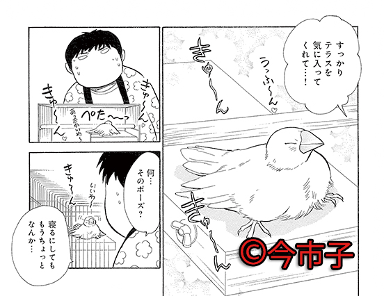 文鳥様と私 1巻 | 今 市子 | マンガ | Kindleストア | Amazon