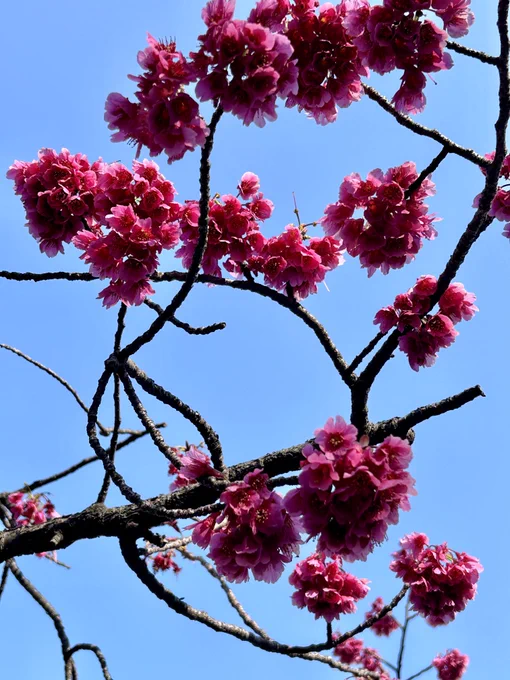 相変わらず花粉にやられていますが今日のいちまい。調べたらカンヒザクラという種類らしい。たまには濃いピンクもいいですね。 