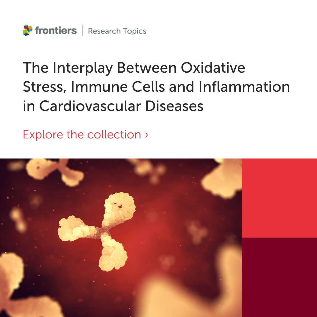 Proudly presenting 'The Interplay Between Oxidative Stress, Immune Cells and Inflammation in Cardiovascular Diseases'     

Open-access article collection hosted by Dr. Nosalski, Dr. Monaco, Dr. Neves, and Dr. Siedlinski   

Explore the collection here: frontiersin.org/research-topic…
