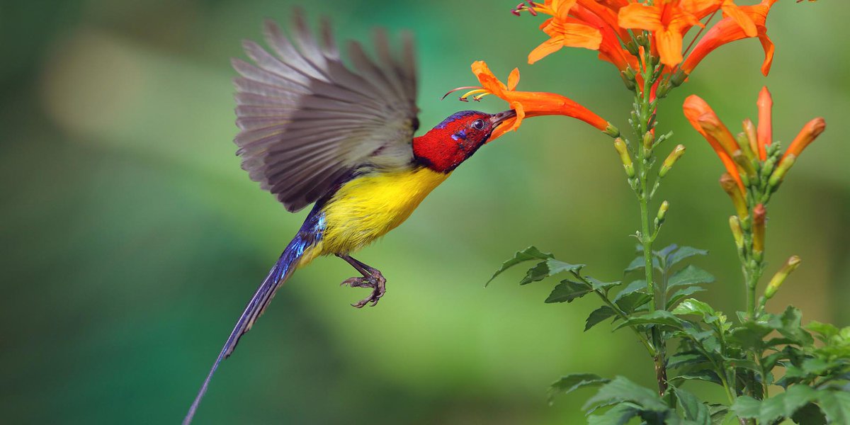 IUCN's tweet image. Over 80% of the world’s terrestrial #biodiversity can be found in forests, their destruction threatens the survival of many species.

Learn how we can reverse these losses ow.ly/5HzM50DPRsS

@IUCN_forests #GenerationRestoration