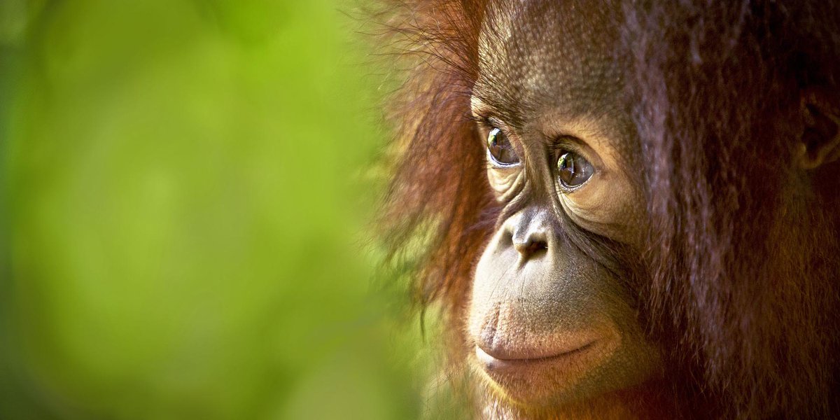 IUCN's tweet image. Over 80% of the world’s terrestrial #biodiversity can be found in forests, their destruction threatens the survival of many species.

Learn how we can reverse these losses ow.ly/5HzM50DPRsS

@IUCN_forests #GenerationRestoration