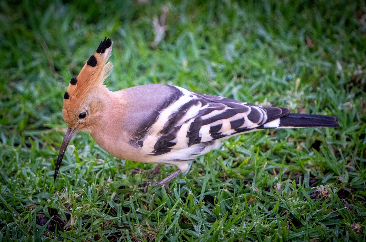 Still March but a late catch for me, a Hoopoe (Gallito de Marzo) in my garden #birding @gonhsgib