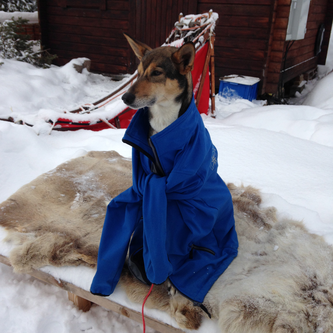 Happy Friday! Take a look at our Top 20 Husky Pictures - From Husky Hugs to Dozing Dogs - You can never have too many husky shots, but have limited ourselves to just 20 favourites sent in by our wonderful guests (plus a few from our own adventures!)🐺😍 naturetravels.co.uk/blog/top-20-hu…