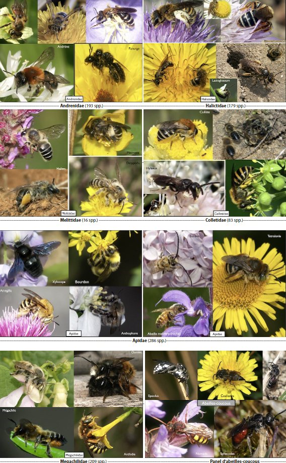 Bees: who are they? How many species? By observing its social organization or its great ingenuity, we quickly realize that the bee is a fascinating insect. Its pollinating role is essential for the good balance of nature and biodiversity. But who is she really? What does a bee