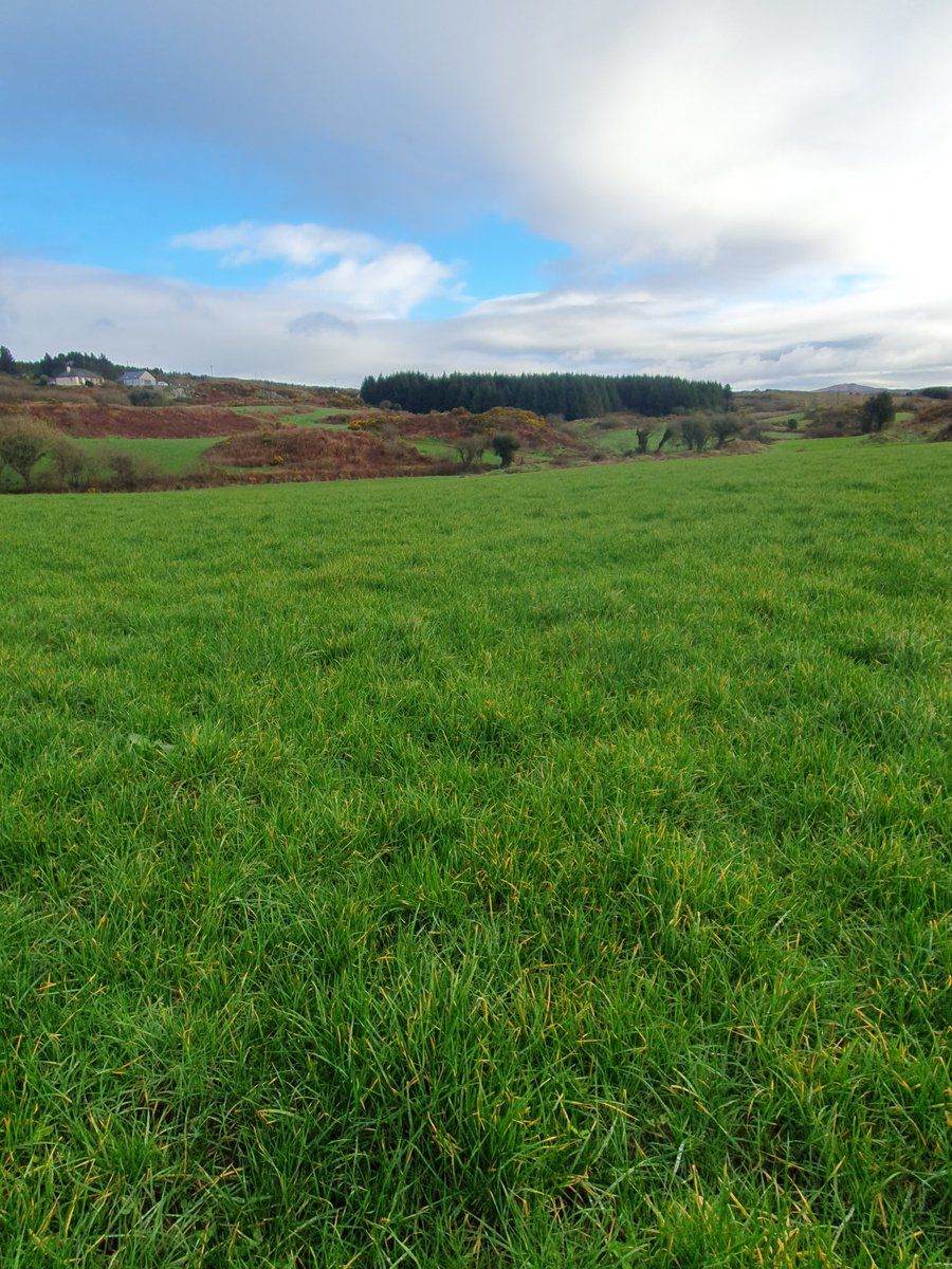 2pintpaddy's tweet photo. Second rotation paddocks are growing away nicely even without fertiliser, just waiting for the weather to settle so I can let the handbrake off the cows so to speak 🐄🐄🐄
#GrassToMilk🇮🇪🐄 #SpringRotationalPlanner #WestCork🇮🇪🐄 https://t.co/FIMRMDMEaG