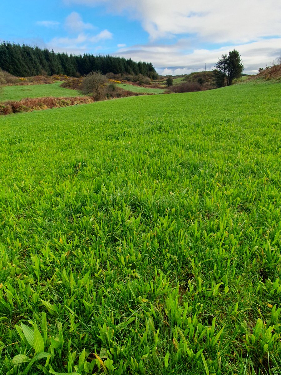 2pintpaddy's tweet photo. Second rotation paddocks are growing away nicely even without fertiliser, just waiting for the weather to settle so I can let the handbrake off the cows so to speak 🐄🐄🐄
#GrassToMilk🇮🇪🐄 #SpringRotationalPlanner #WestCork🇮🇪🐄 https://t.co/FIMRMDMEaG