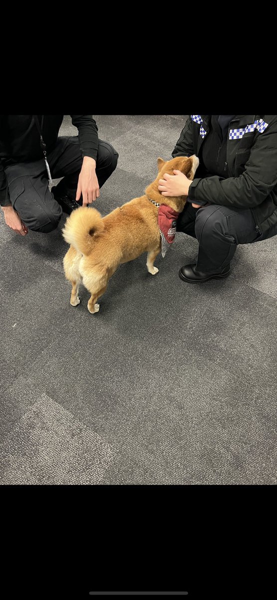 Almolka's tweet image. Paw patrol visited @MerseyPolice @MerseyFire at the Joint command centre last night to see our fabulous 
Hero’s in headsets 
❤️ 💙 💚 🐾  🐾 xx  #herosinheadsets #controlrooms #team999