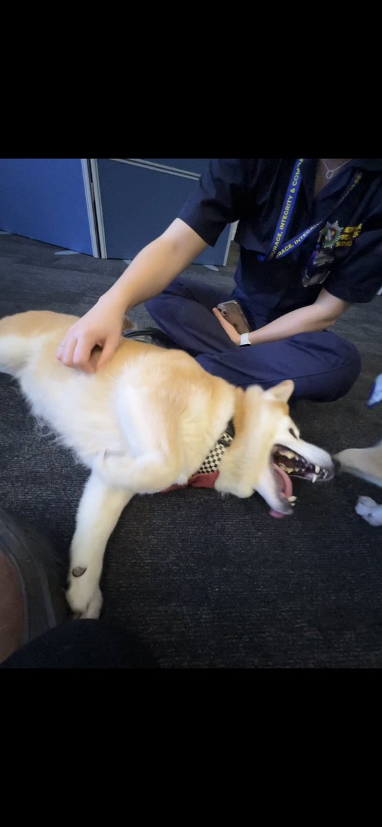 Almolka's tweet image. Paw patrol visited @MerseyPolice @MerseyFire at the Joint command centre last night to see our fabulous 
Hero’s in headsets 
❤️ 💙 💚 🐾  🐾 xx  #herosinheadsets #controlrooms #team999