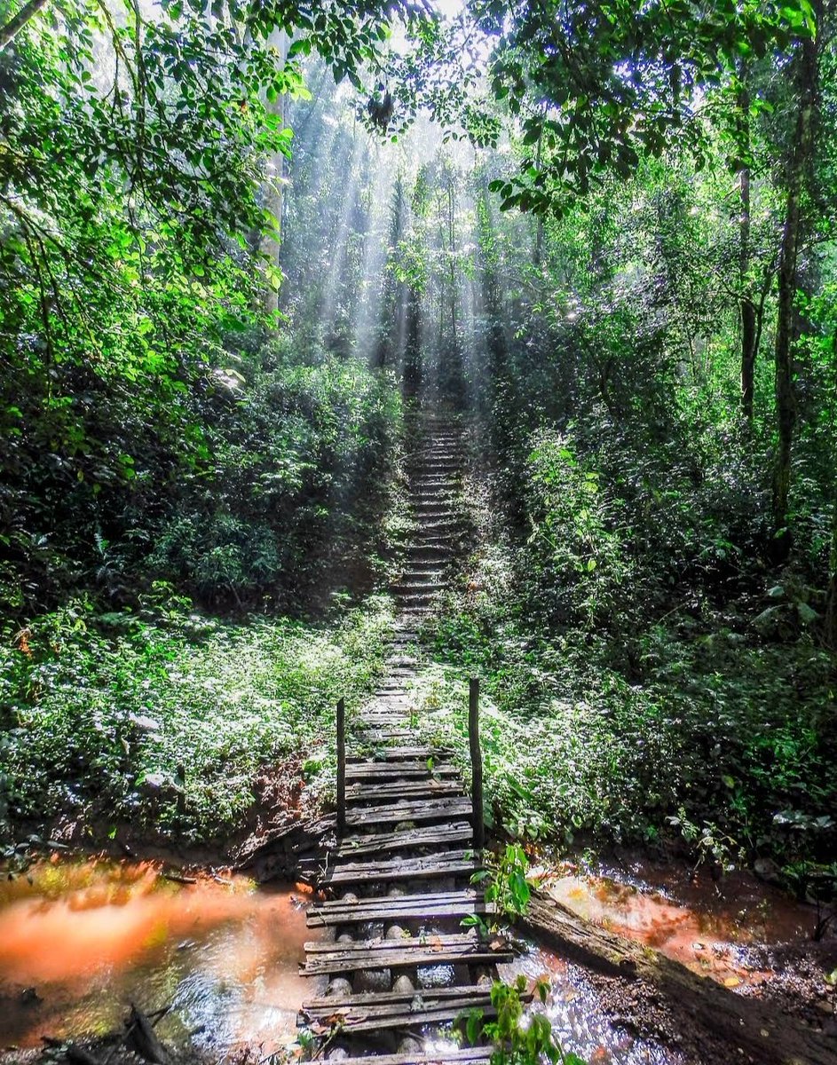 IngoAdventures's tweet photo. The canopy of natural beauty👌
#kakamegaforestnationalreserve #TwendeWestern
#traveladdict #explore #experience #Kakamega https://t.co/2kvWLsZrM9