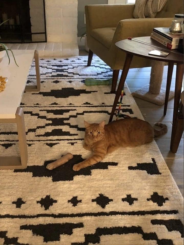 kedi aurası gülümsetir😺 (@kediaurasi) on Twitter photo 