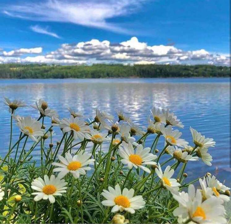 Güne nasıl başlarsan öyle devam eder. Güzel bir gün hayır duaları ile başlar. Dua et diyen dosta dualar feda olsun da, Dualarımdasın diyen dosta canlar feda olsun. 🌻🍃☕️💙 #Günaydın #hayirlicumalar