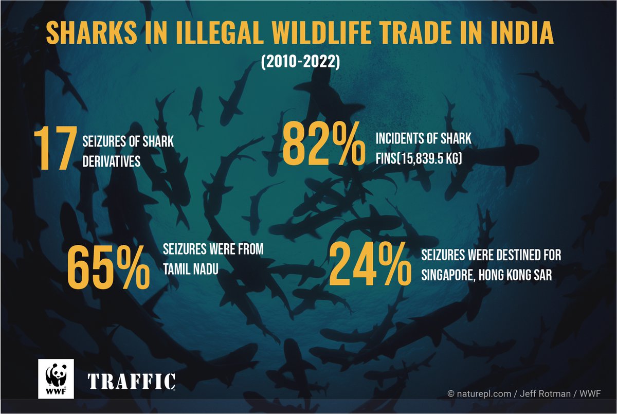 #BreakingNews‌ Tamil Nadu accounts for nearly 65% of #Shark seizure incidents (2010-2022). Confiscated shark products were destined for Singapore, Hong Kong SAR, Sri Lanka, & mainland China, according to the new analysis by @TRAFFIC_WLTrade @WWFINDIA wwfindia.org/?26922/TRAFFIC…