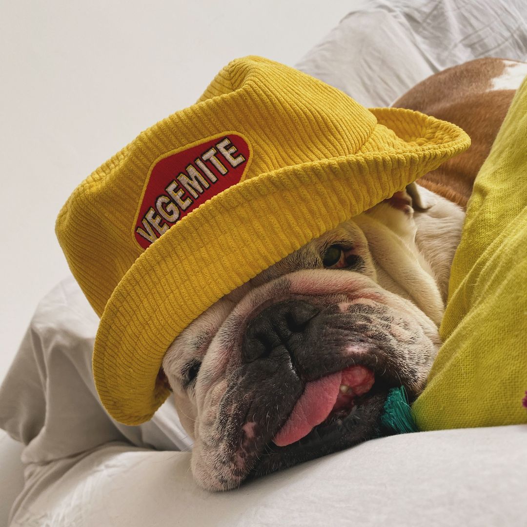 Lazy Fridays never looked so good! 🤠💛 @‌tyler.thebulldog is rockin' the VEGEMITE bucket hat like a champ. Head on over to the Mitey Merch Store to grab one for yourself! #VEGEMITE #FridayFeels