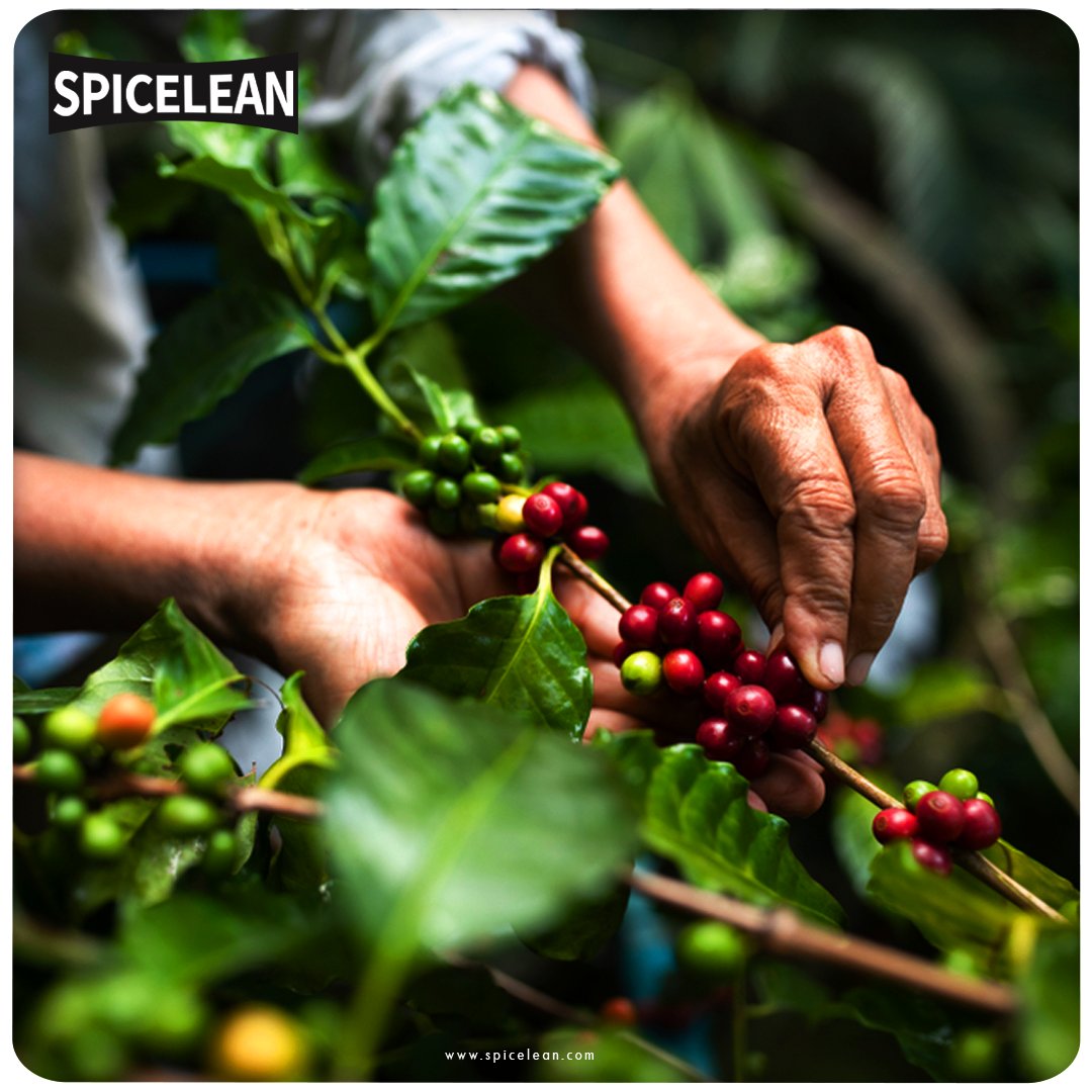 Spicelean: A Coffee Must Try

link in bio @spicelean

#WildCloudCoffee #CoffeeLovers #MorningBrew #FreshnessInACup #CoffeeAddict #KickStartYourDay #QualityCoffee #AromaTherapy #MustTryCoffee #WakeUpAndSmellTheCoffee