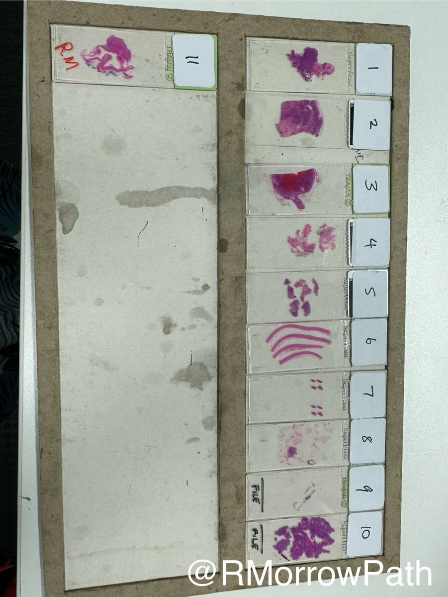 Dr Rebecca Morrow (her/she) tweet media