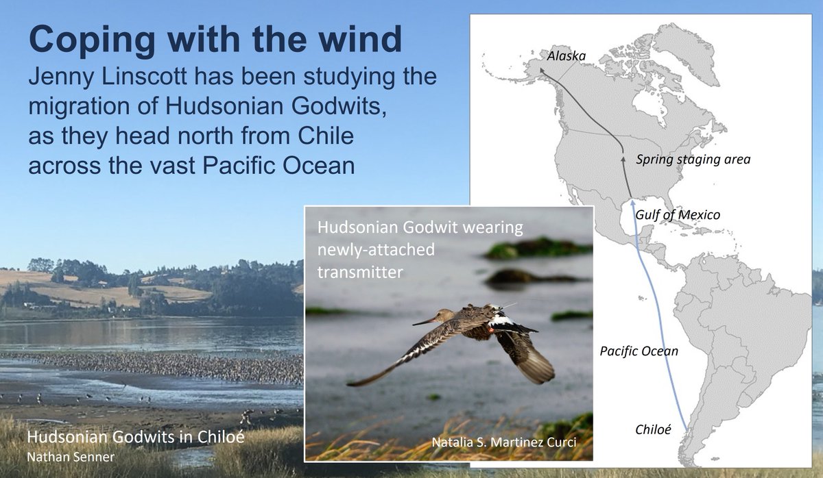 Crossing a vast ocean. 🌊 No radar or access to satellites. 📡 How do #waders #shorebirds keep on course? 🧭 wadertales.wordpress.com/2022/03/15/nav… Blog from 15 Mar 2022 🎂2⃣ paper by Jenny Linscott in #Ornithology 🪶