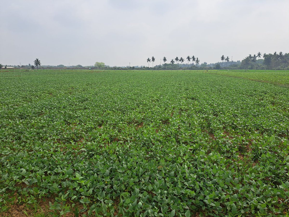 arvindpadhee's tweet photo. The mechanized seeded green and black- gram crops as of today in Pipili, Puri District look so wonderful. This is a 4.5 acres field of a 75 years old farmer who opted for drill seeding for the first time in his farming life. 
PC: Dr Yadav (@irri) https://t.co/CEiLCHX3JU