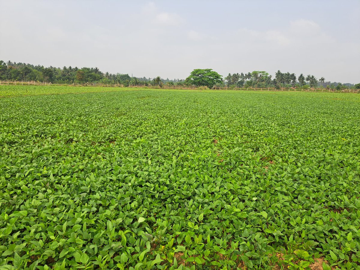 arvindpadhee's tweet photo. The mechanized seeded green and black- gram crops as of today in Pipili, Puri District look so wonderful. This is a 4.5 acres field of a 75 years old farmer who opted for drill seeding for the first time in his farming life. 
PC: Dr Yadav (@irri) https://t.co/CEiLCHX3JU