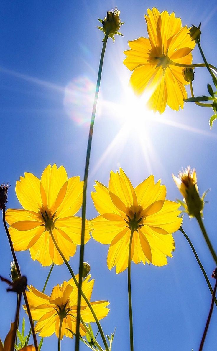 MonicaDrie's tweet photo. Morning Followers 🌿🌼🌿 https://t.co/Jjj3bOJbqx