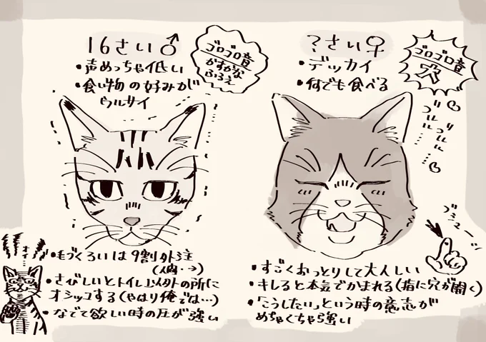 うちで飼ってる猫、もしかしてイボキョっぽい…かも…と思い
特徴をまとめた 