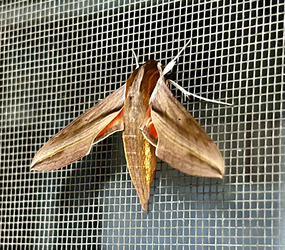MiriInSarawak's tweet photo. Monkeys, a lost beetle, a poor trapped monitor lizard and a moth! We let the lizard go poor thing! Welcome to Miri Zoo! https://t.co/bTZBK3vlPC