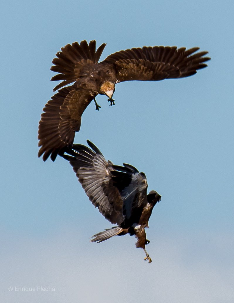 Aguilucho lagunero occidental (Circus aeruginosus) en plena exhibición de vuelos nupciales, son unos acróbatas fantásticos, P. R. del Sureste, Madrid, España, 3/24, buen fin de semana.
Orden: Accipitriformes
Familia: Accipitridae
#BirdsSeenIn2024 #nikon #tamron #pajareando