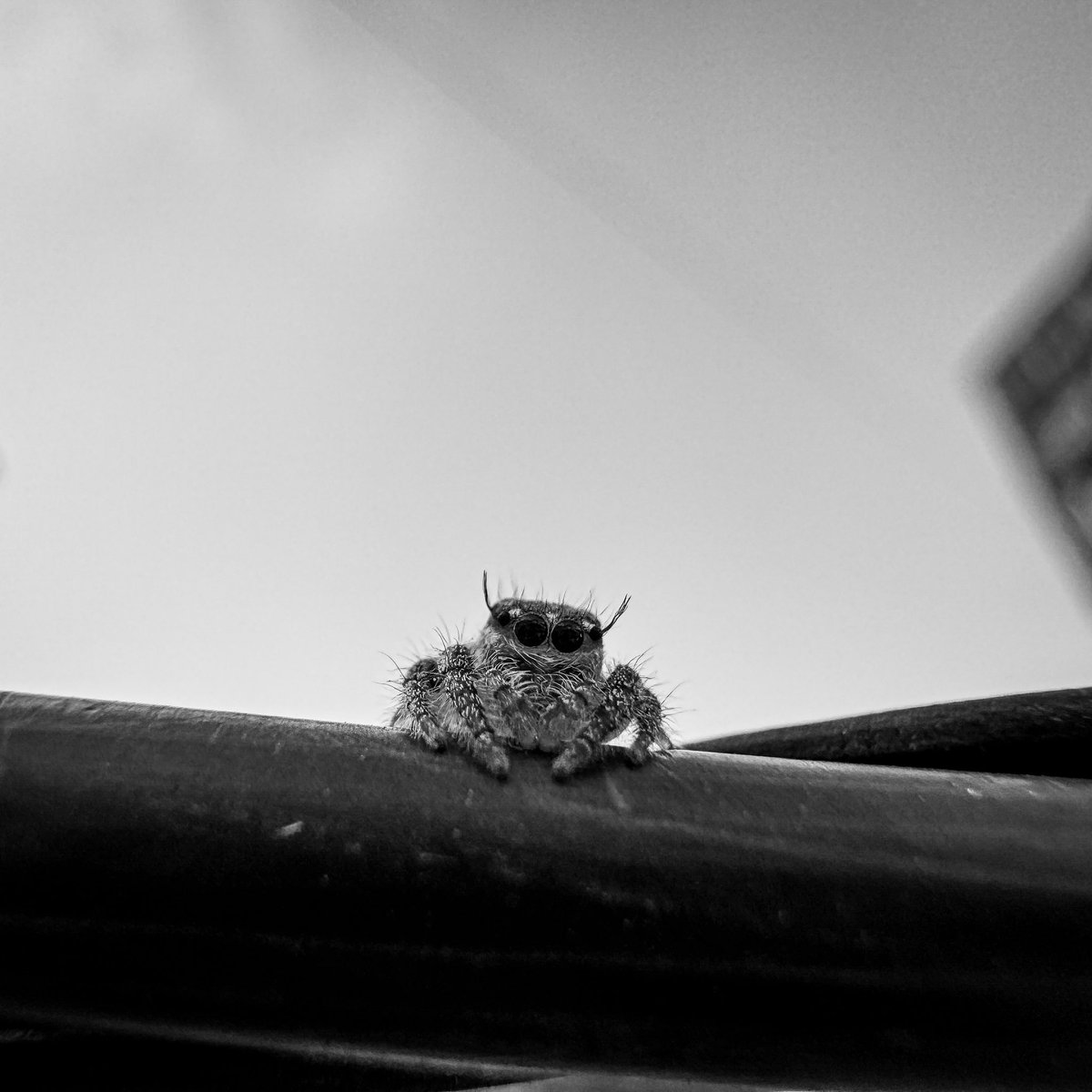 SamMozes's tweet photo. Itsy bitsy spider 
Macro shot with #iPhone15Pro  #shotoniphone #apple @Apple #macro #PhotographyIsArt https://t.co/UQAGpBYfpn