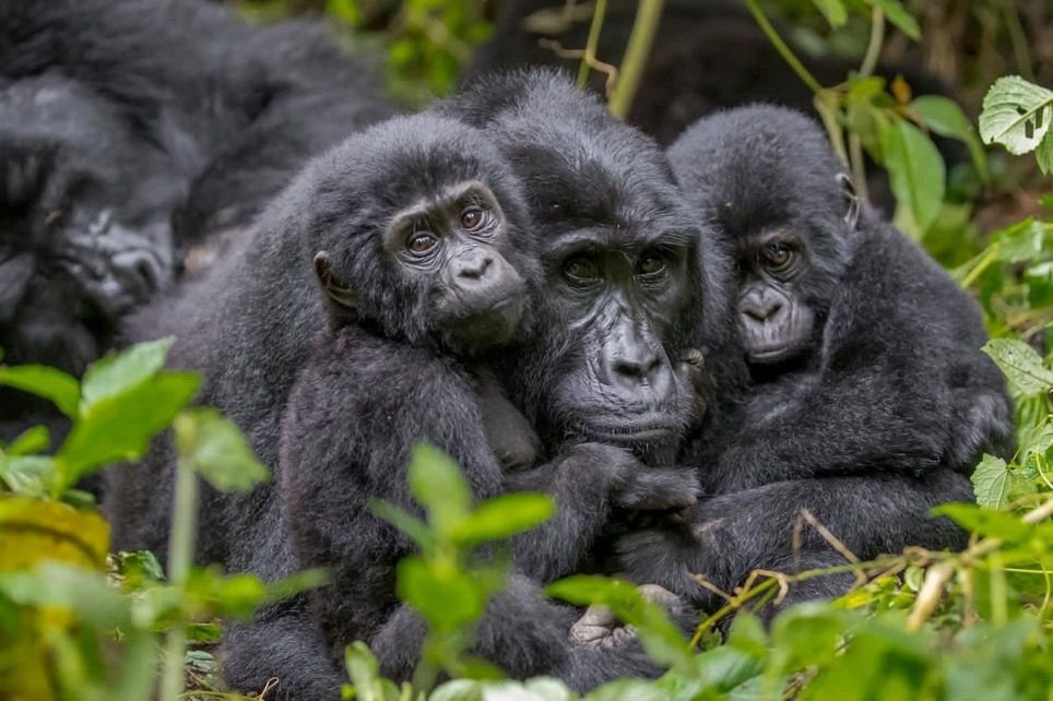 African Eco Tours tweet media