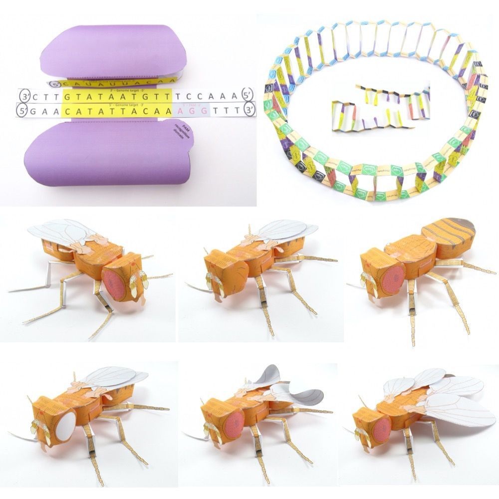 OrigamiCells's tweet photo. We have come a long way from selective breeding by farming. Now we can change living organisms in one generation by manipulating #DNA using #genetic engineering techniques like #PCR and #CRISPR! https://t.co/hknGbWVvhF
#geneticengineering #genetechnology #biotech #biologyteacher https://t.co/cXLMSMUOM9