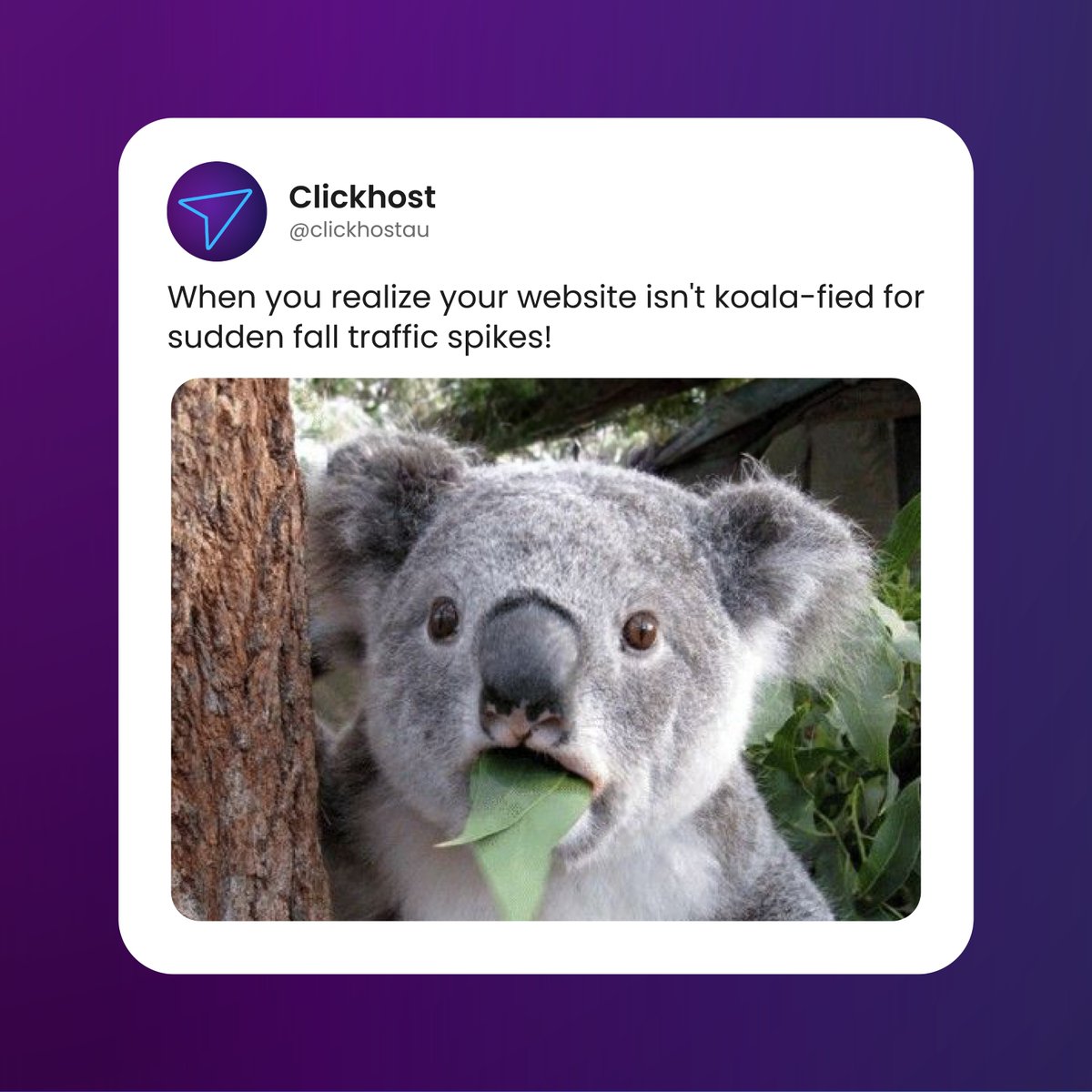clickhostAU's tweet photo. Skip the website stress. Switch to Clickhost: with koala-ty hosting, there's no need to hold on for dear life!

#koalifications #webhosting #memes #clickhost #australia https://t.co/ONRN3puOyo