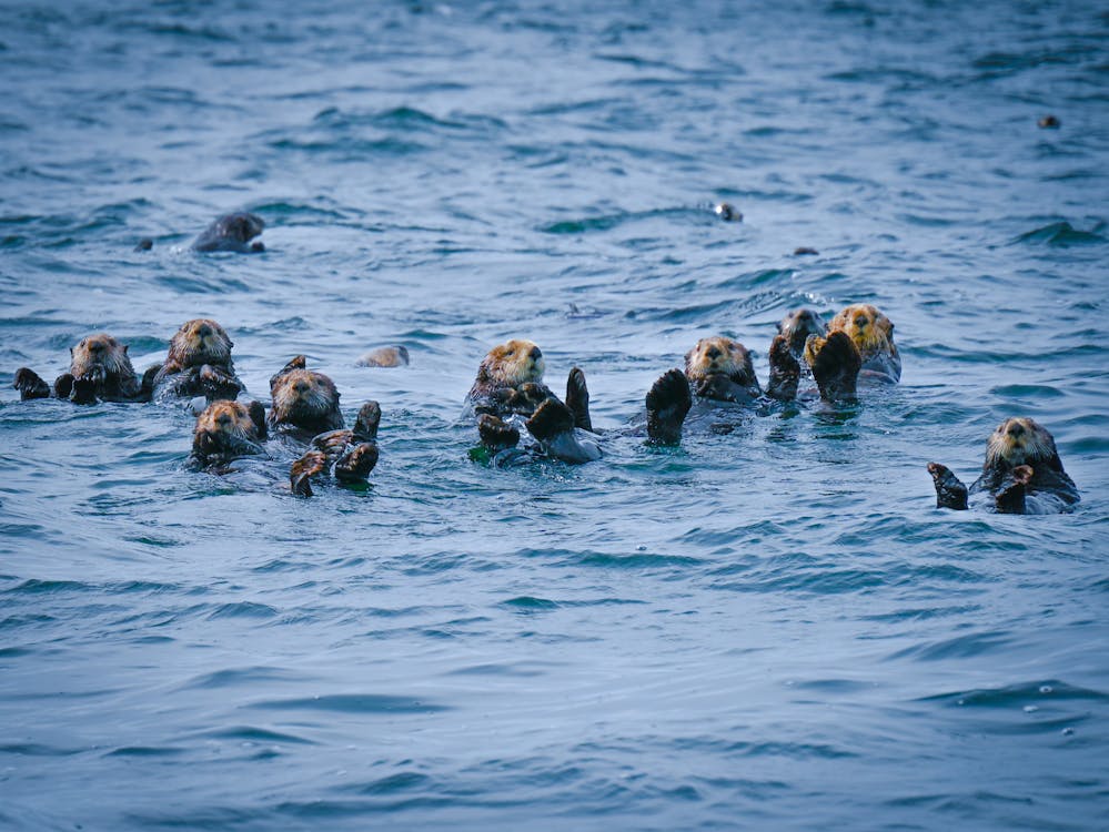 MindMedley's tweet photo. #Sea otters hold hands while sleeping to avoid #drifting 😀apart. This behavior is both amusing and practical, ensuring they stay connected while floating in the #Ocean currents. On average, sea otters sleep around 10 to 12 hours per day. https://t.co/T6xZ0Wm6Nk