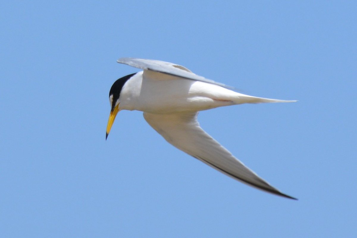 NW LITTLE TERN GROUP tweet media