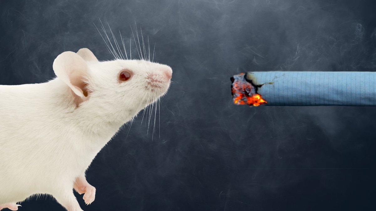 Media coverage of this week’s NSW ban on the forced swim test and forced smoking research has been widespread. Good news spreads quickly! Thank you to all the media outlets who covered this issue.
thenewdaily.com.au/news/2024/03/1…
#EndAnimalExperimentation #EndAnimalExperiments