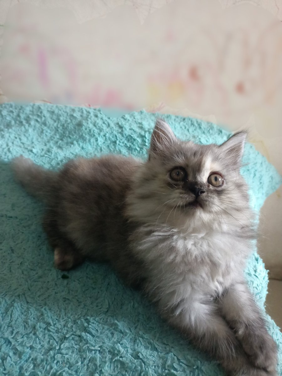 lienz_kitty's tweet photo. Lepas adopt kucing 
📍 Bandung
• betina 2bln
• warna abu
• cod Khusus bandung 
•pup &amp; pip di pasir
•sehat dan lincah
• Open di 700k

#jualkucing #jualkucingmurah #adopsikucing #adopsikucingmurah #adopsikucingbandung #adoptkucingbandung #adoptkucing #lepasadopsikucing https://t.co/IZn8bm7LgH